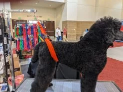 GroomTech Biothane Belly Strap Set - Teal -Pet Products Store GT BS01