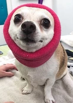 Happy Hoodie Pink, Pack Of 2 -Pet Products Store HH 01 PK 4