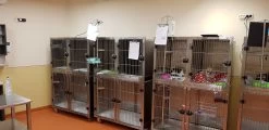 Aeolus KA509T Stainless Steel Modular Cage (2019 Model) [Design 4] -Pet Products Store T KA509TD4 5