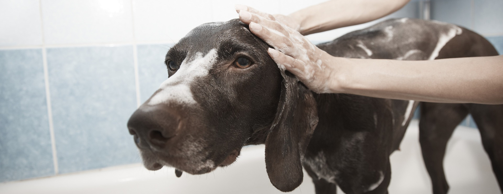 Pet Products Store -Pet Products Store dog 1178365 1920