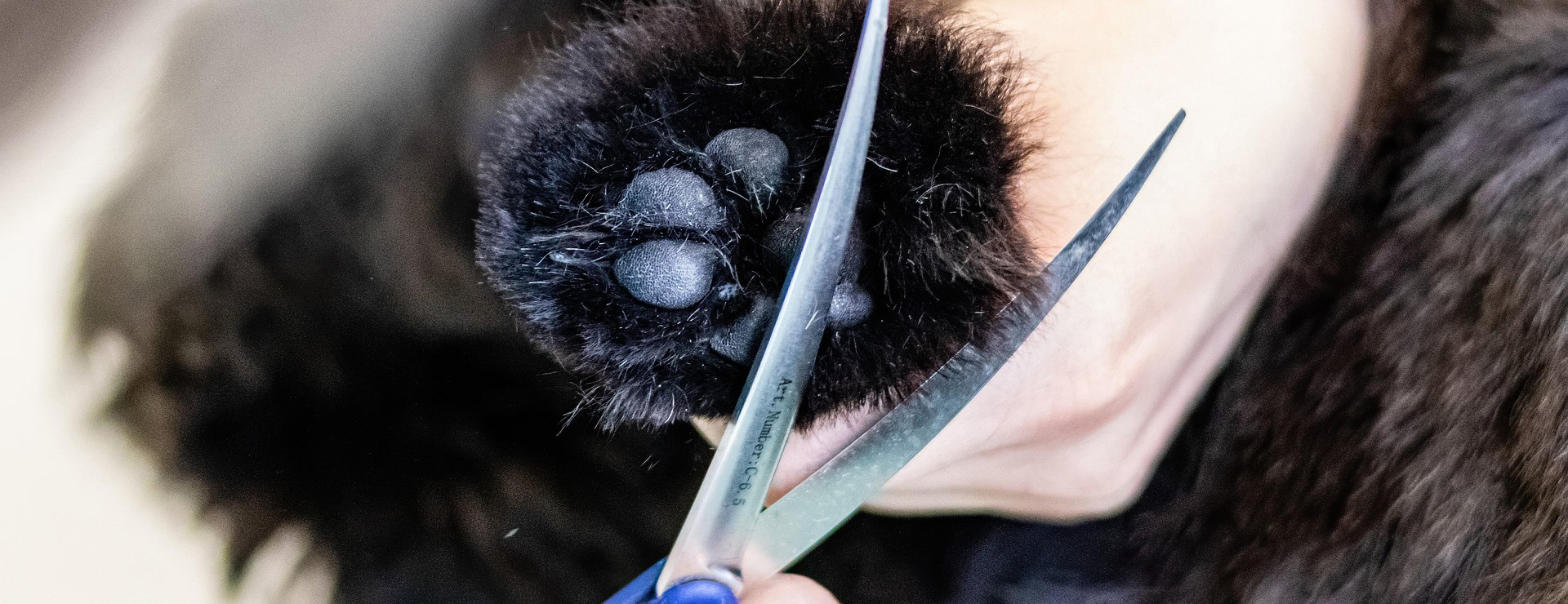 Pet Products Store -Pet Products Store grooming 6877254 1920